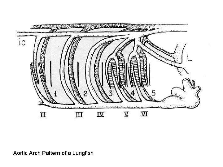Aortic Arch Pattern of a Lungfish Aortic Arch Pattern of a Lungfish
