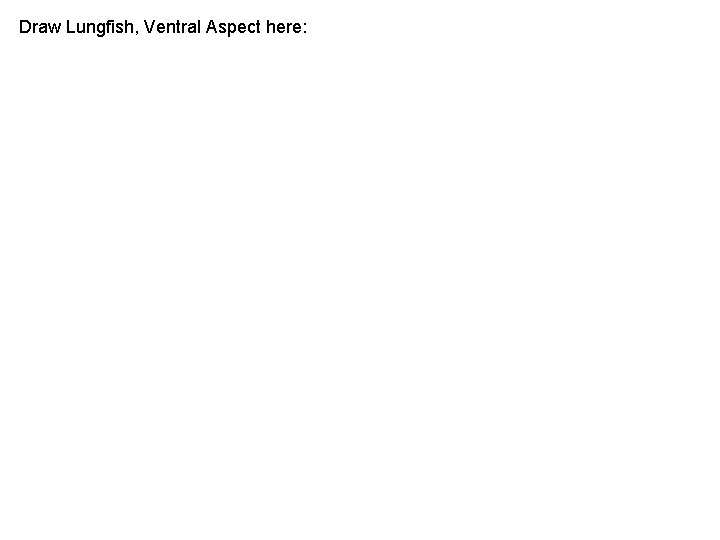 Draw Lungfish, Ventral Aspect here: Draw Lungfish, Ventral Aspect here: