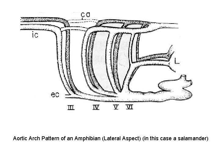 Aortic Arch Pattern of an Amphibian (Lateral Aspect) (in this case a salamander) Aortic Arch Pattern of an Amphibian (Lateral Aspect) (in this case a salamander)