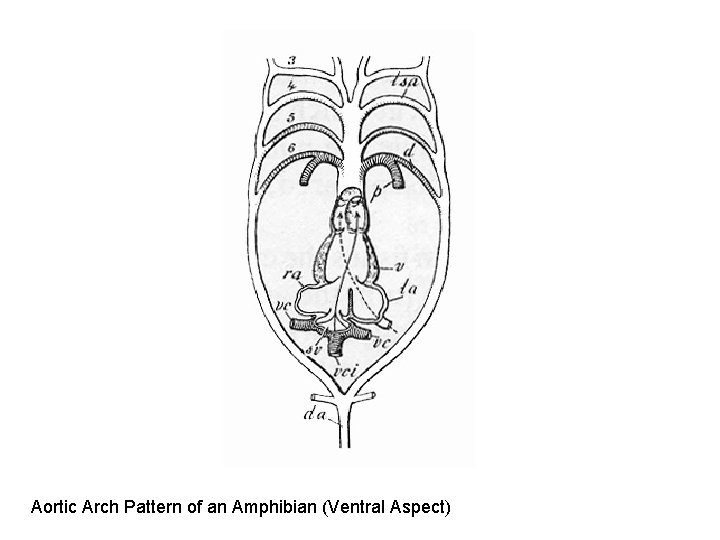 Aortic Arch Pattern of an Amphibian (Ventral Aspect) Aortic Arch Pattern of an Amphibian (Ventral Aspect)