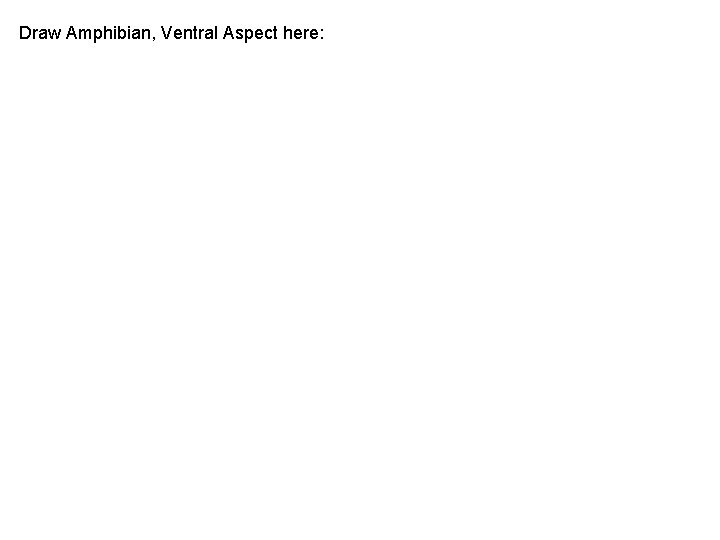 Draw Amphibian, Ventral Aspect here: Draw Amphibian, Ventral Aspect here: