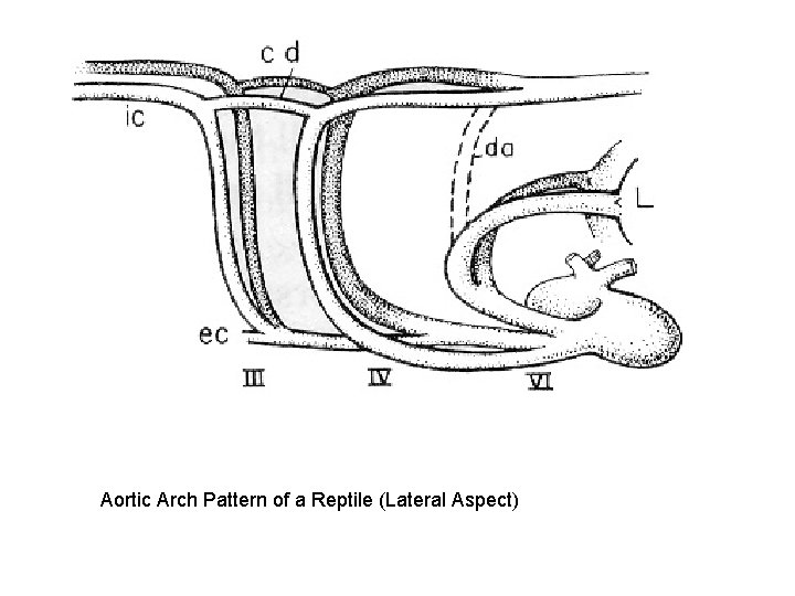 Aortic Arch Pattern of a Reptile (Lateral Aspect) Aortic Arch Pattern of a Reptile (Lateral Aspect)