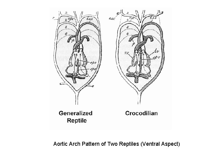 Aortic Arch Pattern of Two Reptiles (Ventral Aspect) Aortic Arch Pattern of Two Reptiles (Ventral Aspect)