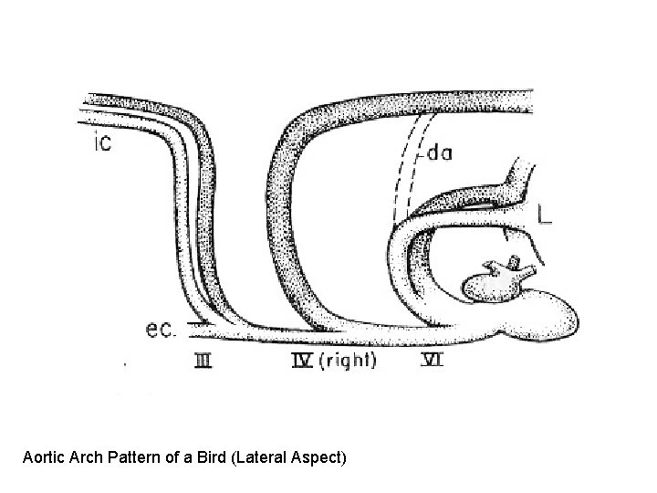 Aortic Arch Pattern of a Bird (Lateral Aspect) Aortic Arch Pattern of a Bird (Lateral Aspect)