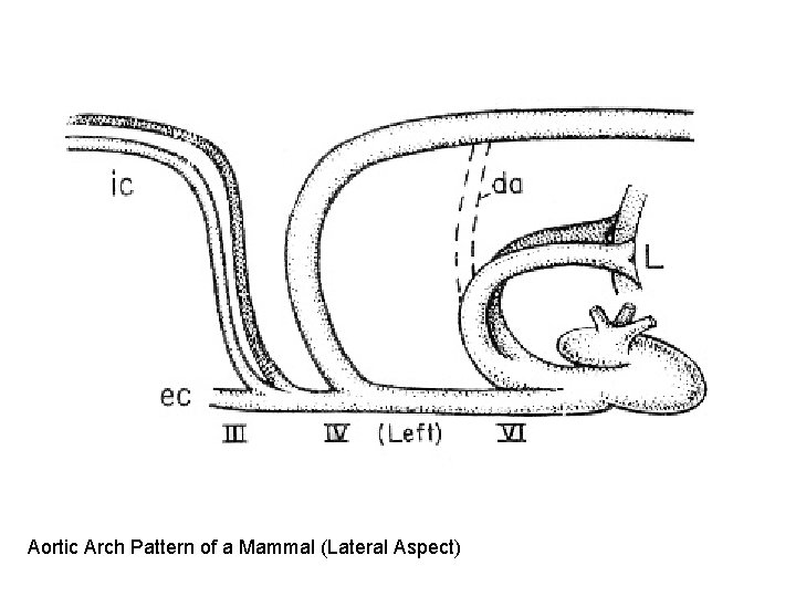 Aortic Arch Pattern of a Mammal (Lateral Aspect) Aortic Arch Pattern of a Mammal (Lateral Aspect)