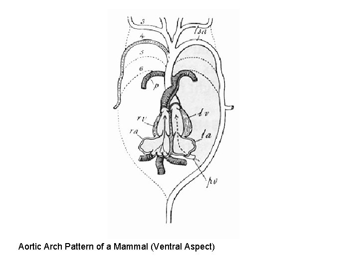 Aortic Arch Pattern of a Mammal (Ventral Aspect) Aortic Arch Pattern of a Mammal (Ventral Aspect)