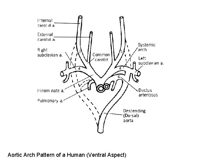 Aortic Arch Pattern of a Human (Ventral Aspect) Aortic Arch Pattern of a Human (Ventral Aspect)