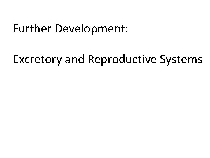 Further Development: Excretory and Reproductive Systems Further Development: Excretory and Reproductive Systems