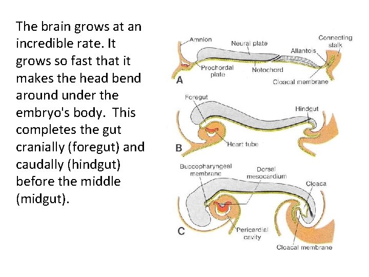 The brain grows at an incredible rate. It grows so fast that it makes The brain grows at an incredible rate. It grows so fast that it makes