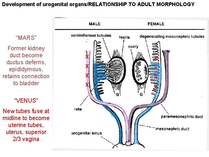 Development of urogenital organs/RELATIONSHIP TO ADULT MORPHOLOGY “MARS” Former kidney duct become ductus deferns, Development of urogenital organs/RELATIONSHIP TO ADULT MORPHOLOGY “MARS” Former kidney duct become ductus deferns,
