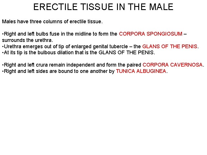 ERECTILE TISSUE IN THE MALE Males have three columns of erectile tissue. • Right ERECTILE TISSUE IN THE MALE Males have three columns of erectile tissue. • Right