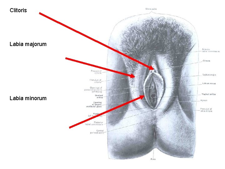 Clitoris Labia majorum Labia minorum Clitoris Labia majorum Labia minorum
