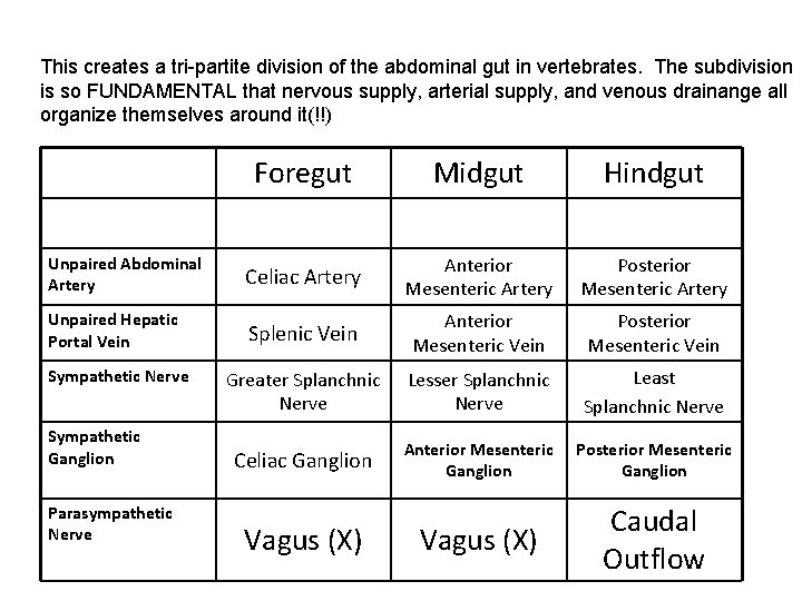 This creates a tri-partite division of the abdominal gut in vertebrates. The subdivision is This creates a tri-partite division of the abdominal gut in vertebrates. The subdivision is