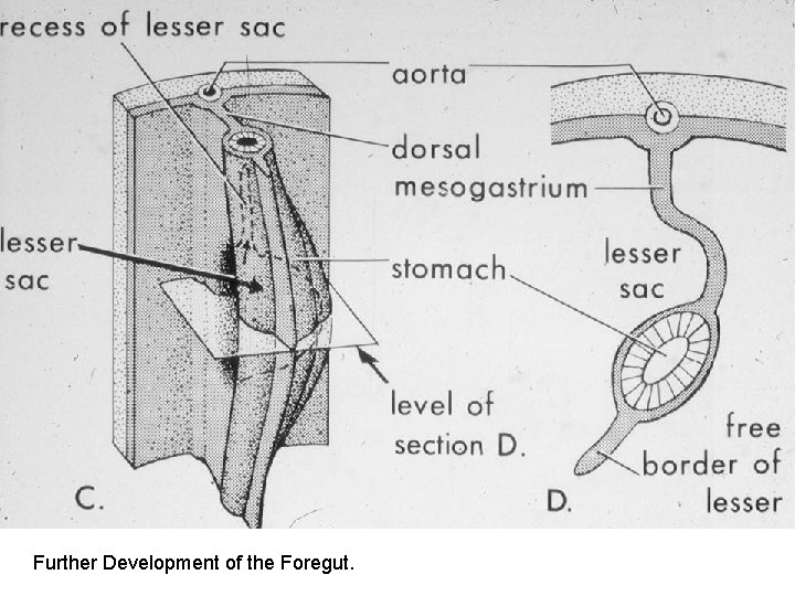 Early Development of the Stomach Further Development of the Foregut. Early Development of the Stomach Further Development of the Foregut.
