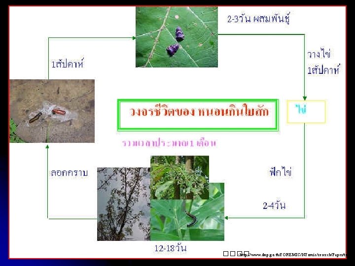 ���� : http: //www. dnp. go. th/FOREMIC/NFomic/reserch/Paper/teak. ht 