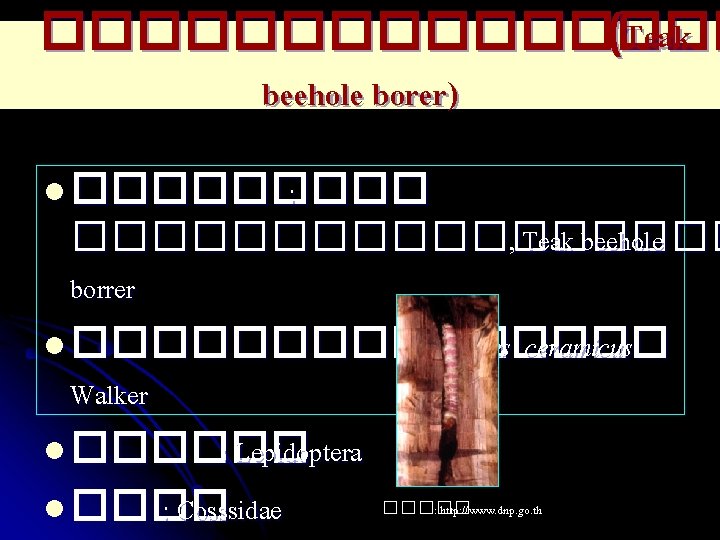 �������� (Teak beehole borer) l ����� : ��������� , Teak beehole borrer l ��������