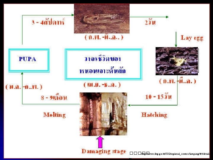 ����� : http: //www. dnp. go. th/FIG/regional_centres/lampang/tbbdetail. h tm 