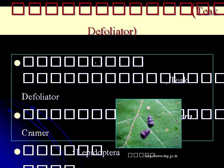 ������� (Teak Defoliator) l ����� : �������� , Teak Defoliator l �������� : Hyblaea