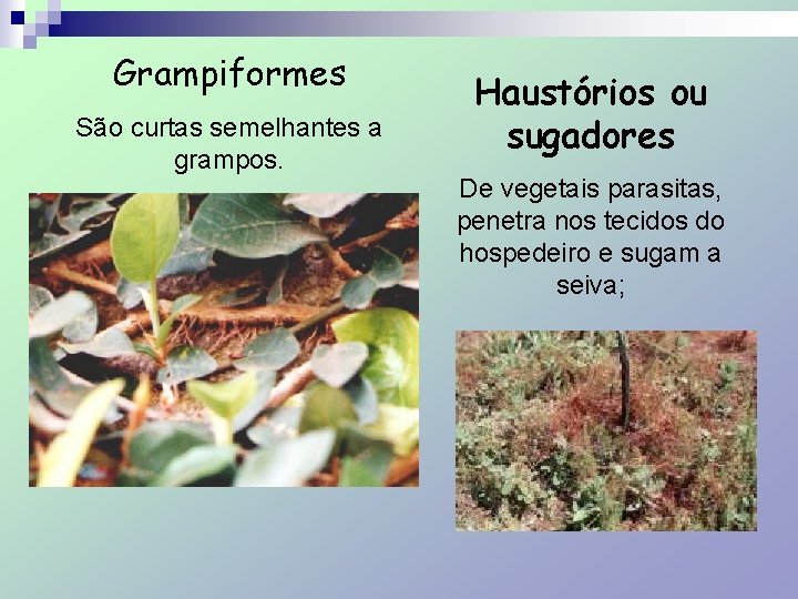 Grampiformes São curtas semelhantes a grampos. Haustórios ou sugadores De vegetais parasitas, penetra nos