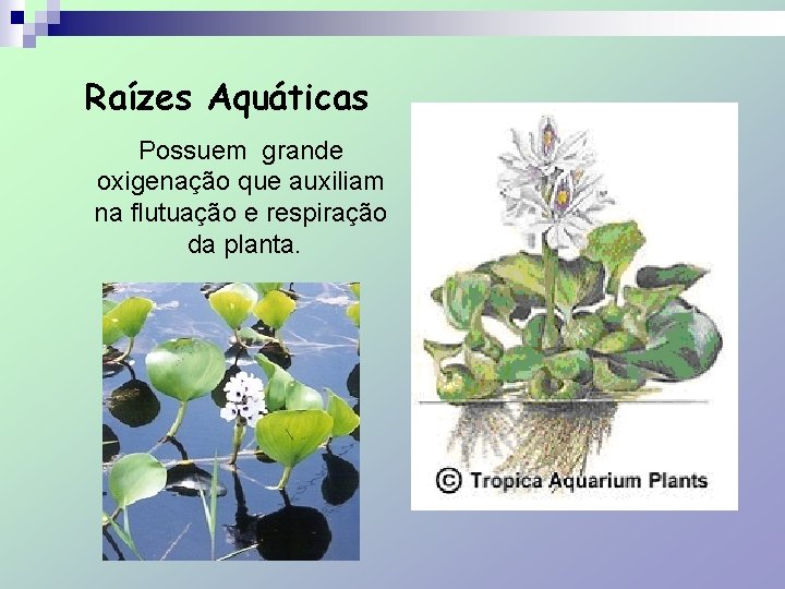 Raízes Aquáticas Possuem grande oxigenação que auxiliam na flutuação e respiração da planta. 