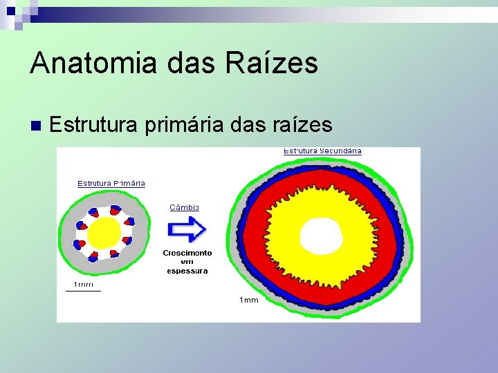 Anatomia das Raízes n Estrutura primária das raízes 