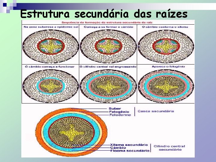 Estrutura secundária das raízes 