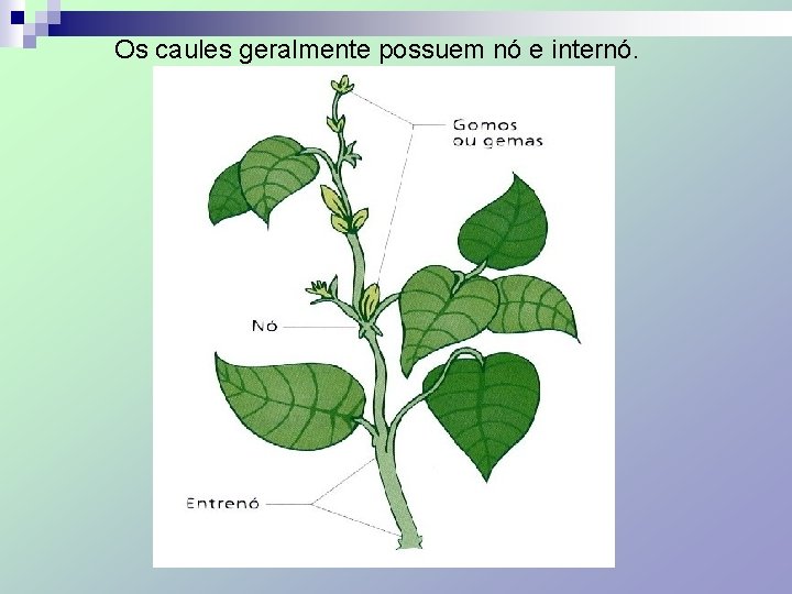 Os caules geralmente possuem nó e internó. 