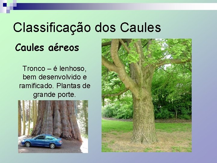 Classificação dos Caules aéreos Tronco – é lenhoso, bem desenvolvido e ramificado. Plantas de