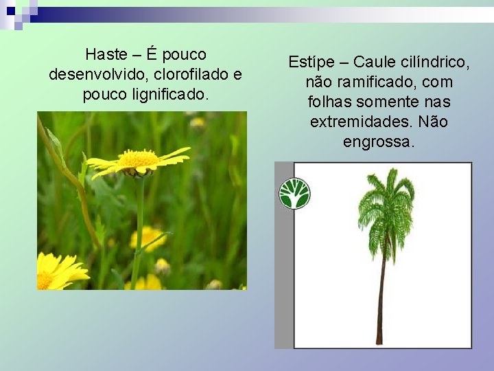 Haste – É pouco desenvolvido, clorofilado e pouco lignificado. Estípe – Caule cilíndrico, não