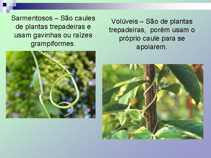 Sarmentosos – São caules de plantas trepadeiras e usam gavinhas ou raízes grampiformes. Volúveis