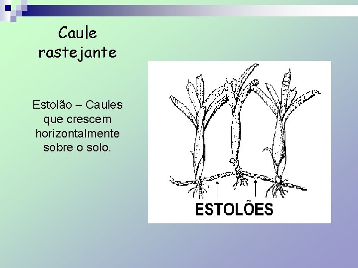 Caule rastejante Estolão – Caules que crescem horizontalmente sobre o solo. 