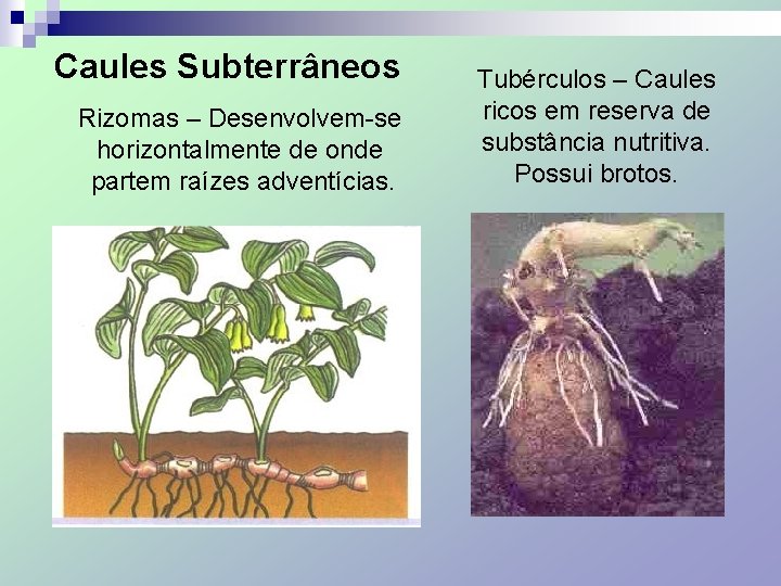 Caules Subterrâneos Rizomas – Desenvolvem-se horizontalmente de onde partem raízes adventícias. Tubérculos – Caules