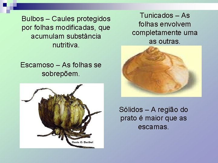 Bulbos – Caules protegidos por folhas modificadas, que acumulam substância nutritiva. Tunicados – As