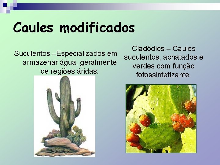 Caules modificados Cladódios – Caules Suculentos –Especializados em suculentos, achatados e armazenar água, geralmente