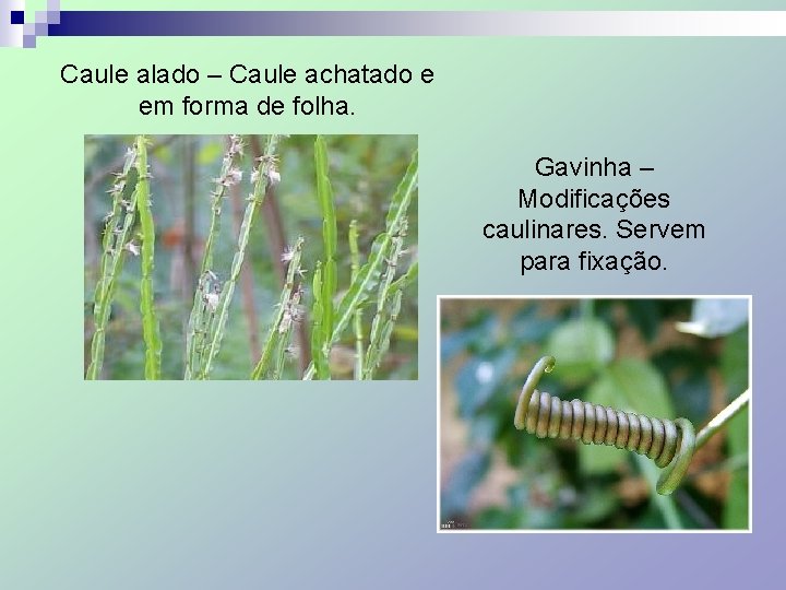 Caule alado – Caule achatado e em forma de folha. Gavinha – Modificações caulinares.