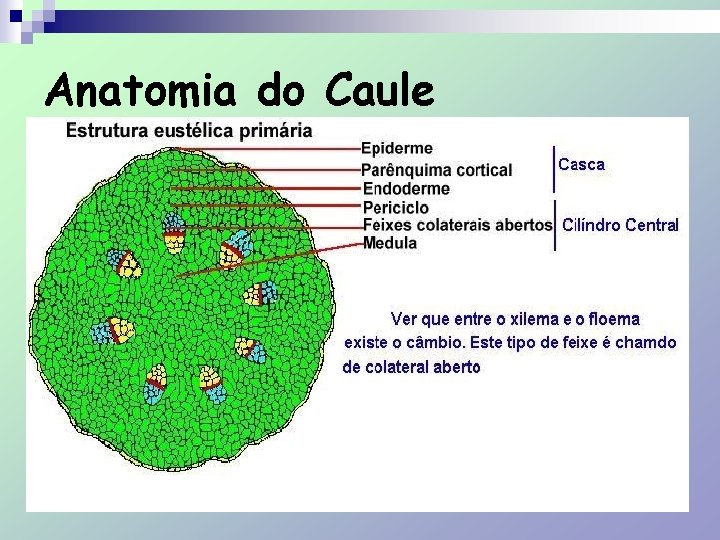 Anatomia do Caule 