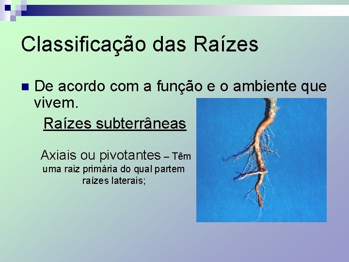 Classificação das Raízes n De acordo com a função e o ambiente que vivem.