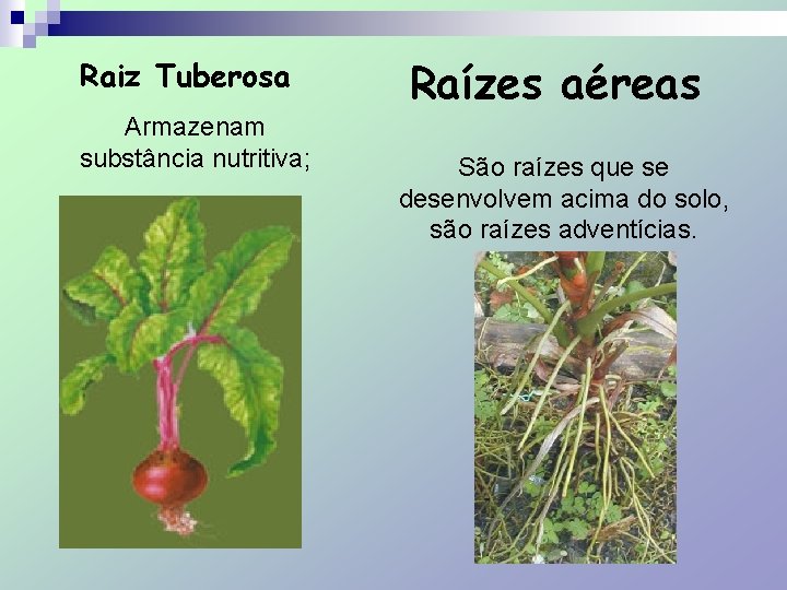 Raiz Tuberosa Armazenam substância nutritiva; Raízes aéreas São raízes que se desenvolvem acima do