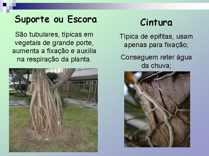 Suporte ou Escora Cintura São tubulares, típicas em vegetais de grande porte, aumenta a