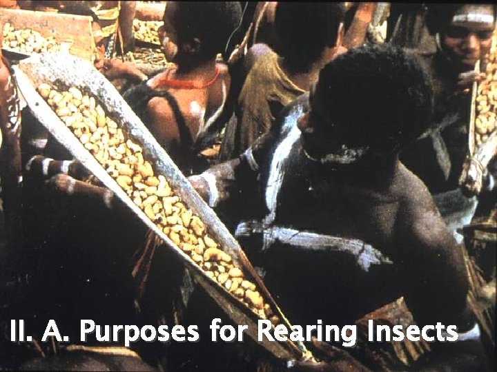 II. A. Purposes for Rearing Insects 