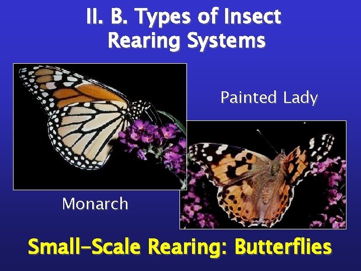 II. B. Types of Insect Rearing Systems Painted Lady Monarch Small-Scale Rearing: Butterflies 