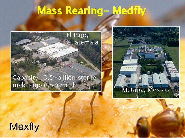 Mass Rearing- Medfly El Pino, Guatemala Capacity- 3. 5 billion sterile male pupae per