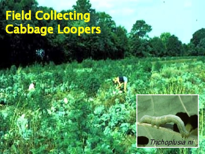 Field Collecting Cabbage Loopers Trichoplusia ni 