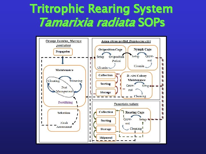 Tritrophic Rearing System Tamarixia radiata SOPs 