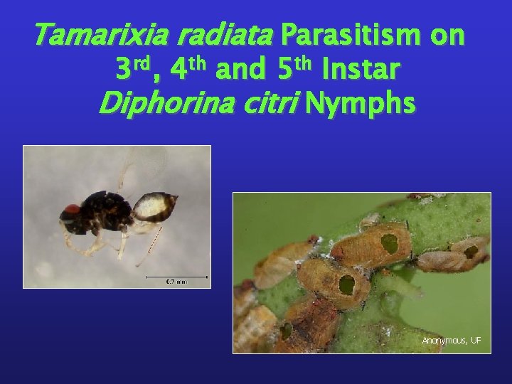 Tamarixia radiata Parasitism on 3 rd, 4 th and 5 th Instar Diphorina citri