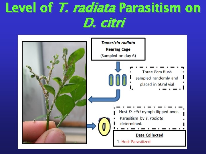 Level of T. radiata Parasitism on D. citri 