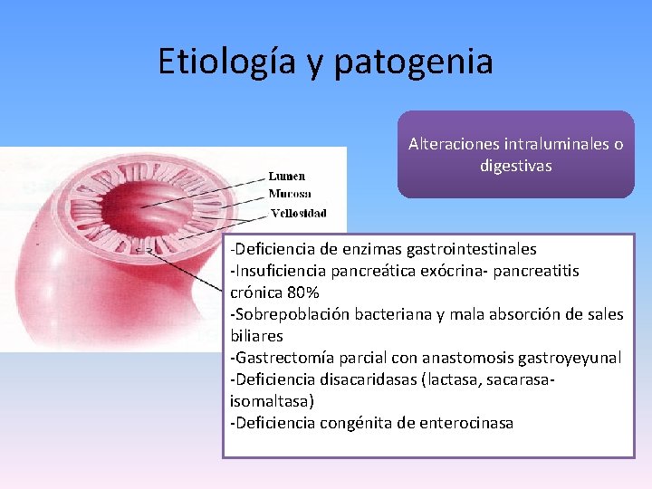Etiología y patogenia Alteraciones intraluminales o digestivas -Deficiencia de enzimas gastrointestinales -Insuficiencia pancreática exócrina-