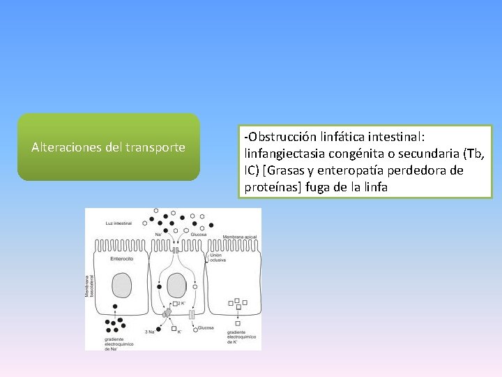 Alteraciones del transporte -Obstrucción linfática intestinal: linfangiectasia congénita o secundaria (Tb, IC) [Grasas y