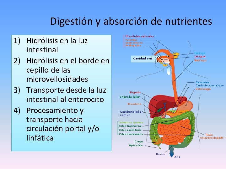 Digestión y absorción de nutrientes 1) Hidrólisis en la luz intestinal 2) Hidrólisis en
