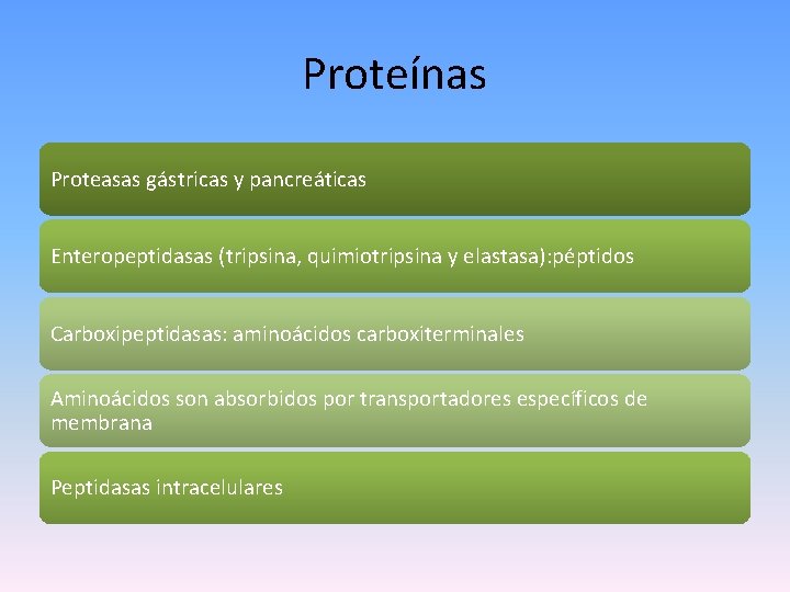 Proteínas Proteasas gástricas y pancreáticas Enteropeptidasas (tripsina, quimiotripsina y elastasa): péptidos Carboxipeptidasas: aminoácidos carboxiterminales